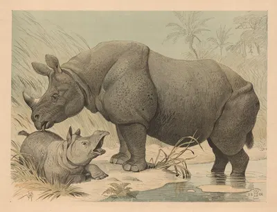 Næsehorn by Олуф Август Хермансен, 1892 — digital art print download