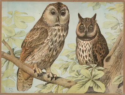 Natugle, skovhornugle by Олуф Август Хермансен, 1892 — digital art print download