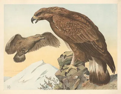 Ørn by Олуф Август Хермансен, 1892 — digital art print download