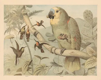 Papegøje, kolibri by Олуф Август Хермансен, 1892 — digital art print download