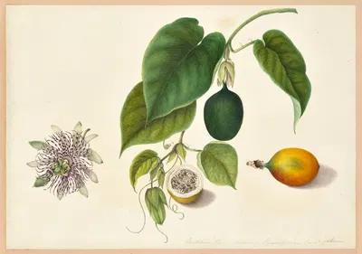 Passiflora (Passion flower fruit) by Dorothea Eliza Smith, 1850-1853 — digital art print download