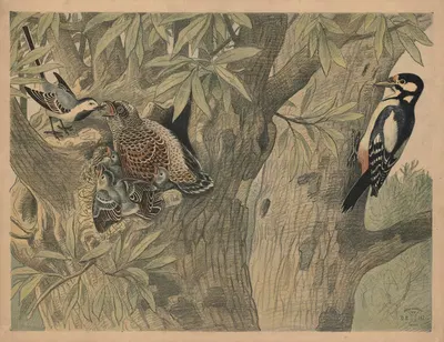 Spætte (og gøg) by Олуф Август Хермансен, 1892 — digital art print download