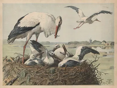 Stork by Олуф Август Хермансен, 1892 — digital art print download
