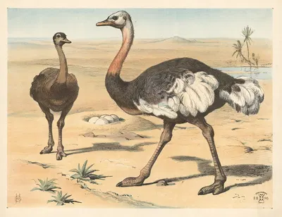 Struds by Олуф Август Хермансен, 1892 — digital art print download