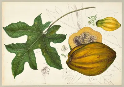 Carica papaya (Papaya) by Dorothea Eliza Smith, 1850-1853 — digital art print download