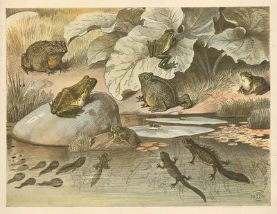 Tudse og frø by Олуф Август Хермансен, 1892 — digital art print download
