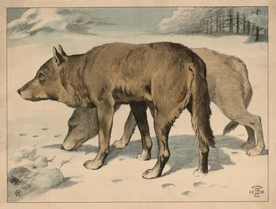 Ulv (variant) by Олуф Август Хермансен, 1892 — digital art print download