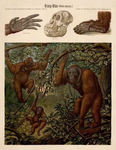 Orangutan by Albert Kull — digital art print download