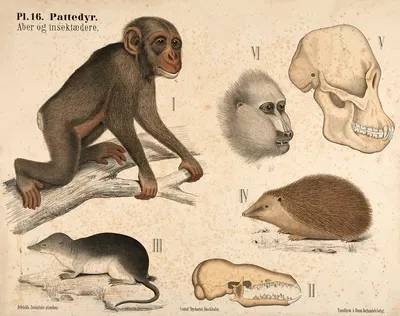 Pattedyr. Aber og insektædere by Peter Dybdahl, 1881 — digital art print download