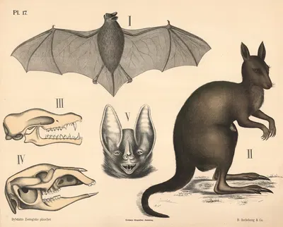 Pattedyr. Flaggermus og pungdyr, variant 1. by Peter Dybdahl, 1881 — digital art print download