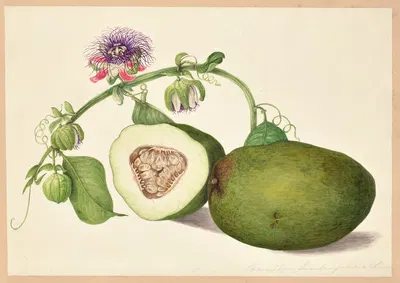 Passiflora quadrangularis (Jumbo) by Dorothea Eliza Smith, 1850-1853 — digital art print download