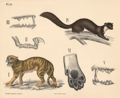 Pattedyr. Rovdyr, Katte- og mårslægten, variant 1. by Peter Dybdahl, 1881 — digital art print download