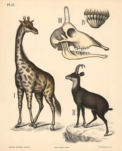 Pattedyr. Drøvtyggere, variant 1. by Peter Dybdahl, 1881 — digital art print download