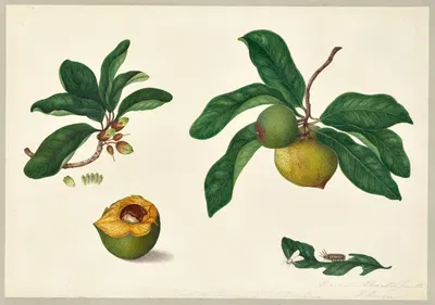 Lucuma obovata (Lucuma) by Dorothea Eliza Smith, 1850-1853 — digital art print download