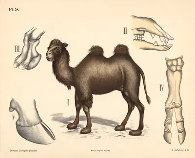 Pattedyr. Drøvtyggere by Peter Dybdahl, 1881 — digital art print download