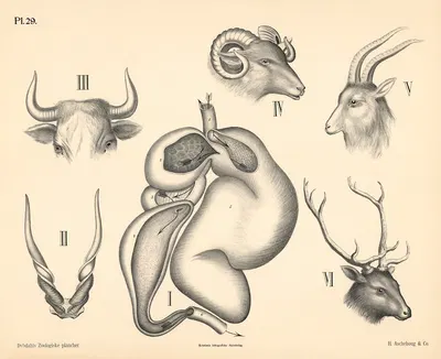 Pattedyr. Drøvtyggere by Peter Dybdahl, 1881 — digital art print download