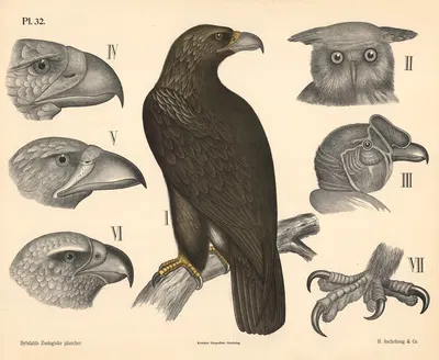 Fugle. Rovfugle by Peter Dybdahl, 1881 — digital art print download