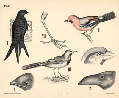 Fugle. Spurvefugle by Peter Dybdahl, 1881 — digital art print download