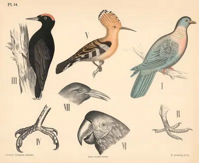 Fugle. Spurvefugle og klatrefugle by Peter Dybdahl, 1881 — digital art print download