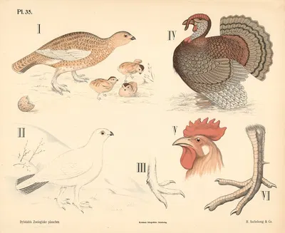 Fugle. Duefugle og hønsefugle by Peter Dybdahl, 1881 — digital art print download