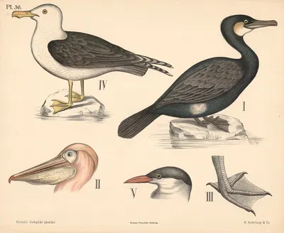 Fugle. Hønsefugle og pelikanfugle by Peter Dybdahl, 1881 — digital art print download