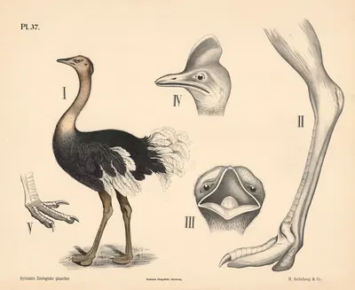 Fugle. Løbefugle by Peter Dybdahl, 1881 — digital art print download