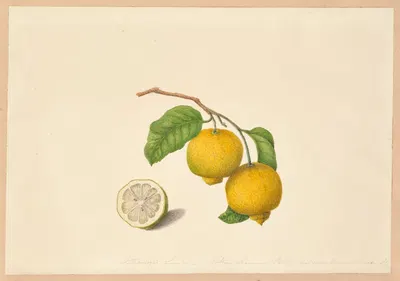 Citrus limetta (Limon dulce) by Dorothea Eliza Smith, 1850-1853 — digital art print download