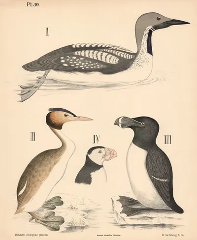 Fugle. Svømmefugle, måge- og dykkerfugle by Peter Dybdahl, 1881 — digital art print download