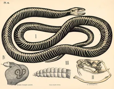 Krybdyr. Skelet og kranium af slange by Peter Dybdahl, 1881 — digital art print download