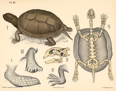 Krybdyr. Skildpadder by Peter Dybdahl, 1881 — digital art print download