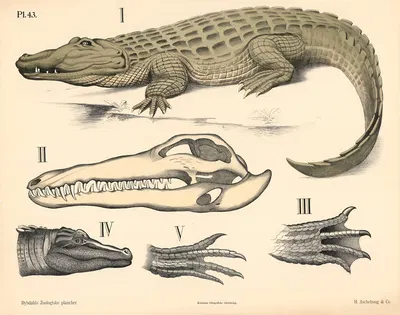 Krybdyr. Krokodiler og øgler by Peter Dybdahl, 1881 — digital art print download
