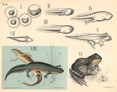 Nøgenhudede. Haleløse, halefroske og fiske-froske by Петер Дибдал, 1881 — digital art print download