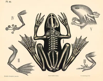 Nøgenhudede. Skelet og fodformer by Peter Dybdahl, 1881 — digital art print download