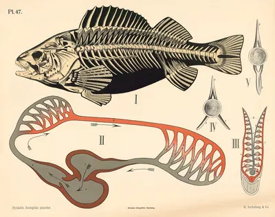 Fisk. Skelet og ideelt blodomløb by Peter Dybdahl, 1881 — digital art print download