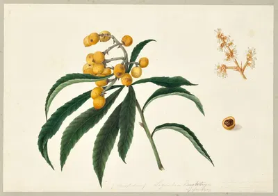 Eriobotrya japonica (Nispero de Japon) by Dorothea Eliza Smith, 1850-1853 — digital art print download
