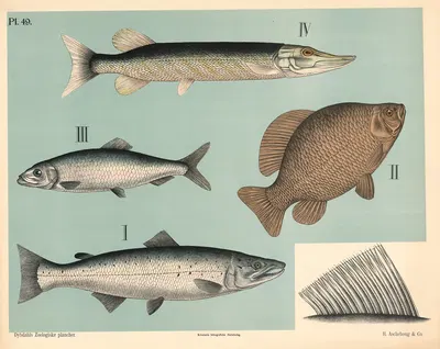 Fisk. Blødfinnede fisk by Peter Dybdahl, 1881 — digital art print download