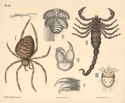 Edderkopper by Peter Dybdahl, 1881 — digital art print download