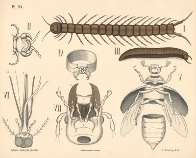Tusindben og insekter by Peter Dybdahl, 1881 — digital art print download