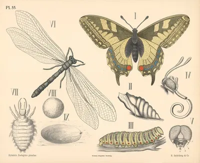 Insekter. Skjelvinger og Florvinger by Peter Dybdahl, 1881 — digital art print download