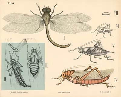Insekter. Netvinger og skindvinger by Peter Dybdahl, 1881 — digital art print download