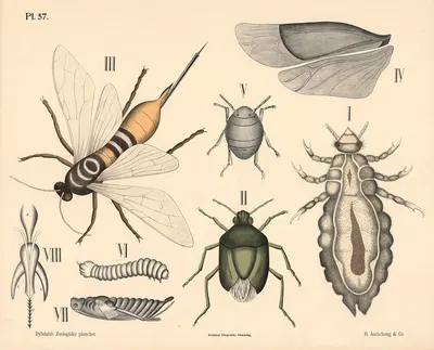 Insekter. Årevinger og næbmundede by Peter Dybdahl, 1881 — digital art print download
