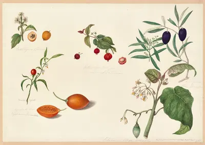 Solanum corymbosum (Tomato de espana), Olea Europea (Olives), Petanga by Dorothea Eliza Smith, 1850-1853 — digital art…