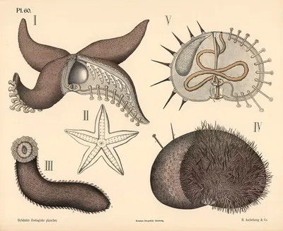 Pighudede by Peter Dybdahl, 1881 — digital art print download