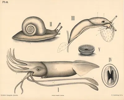 Bløddyr. Blæksprutter og snegler by Peter Dybdahl, 1881 — digital art print download