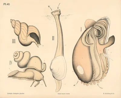 Bløddyr og laveste dyr by Peter Dybdahl, 1881 — digital art print download