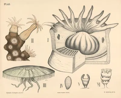 Tarmløse by Peter Dybdahl, 1881 — digital art print download