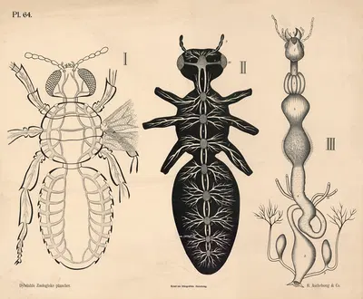 Insekter. Blodomløb, nervesystem og fordøjelsesorganer by Peter Dybdahl, 1881 — digital art print download