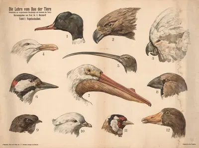 Die Lehre vom Bau der Tiere by Paul Flanderky, 1900 — digital art print download