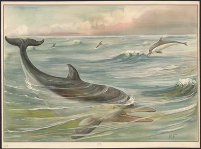 Dolphin by Paul Flanderky, 1913 — digital art print download