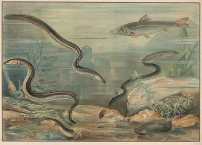 Eel and Carp by Paul Flanderky, 1913 — digital art print download
